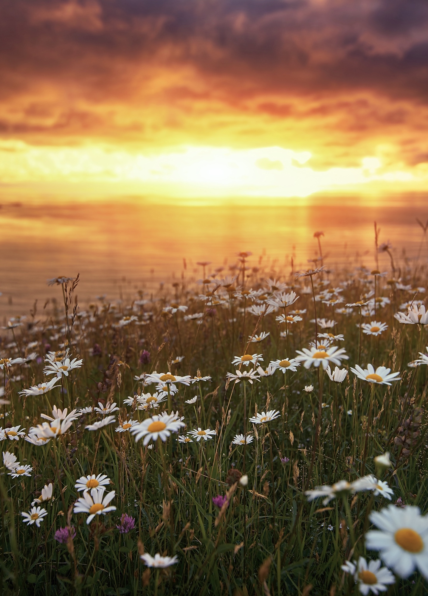 A field of white flowers with yellow centers along the shore of a body of water in West Newfoundland. You can also see a few smaller purple flowers. The sun is setting on the water and the sky is yellow,   orange, and red. 