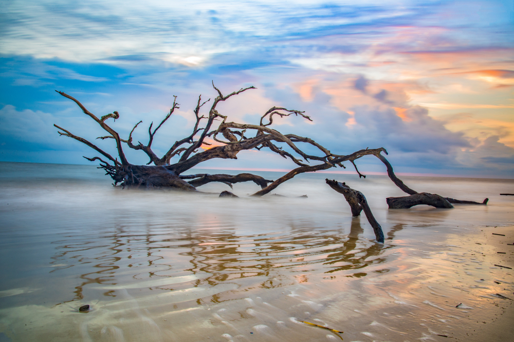A large ancient tree that is driftwood at Jekyll Island in South Carolina. The sun is setting so it is blue, orange, and yellow. The water is calm around the massive driftwood. 