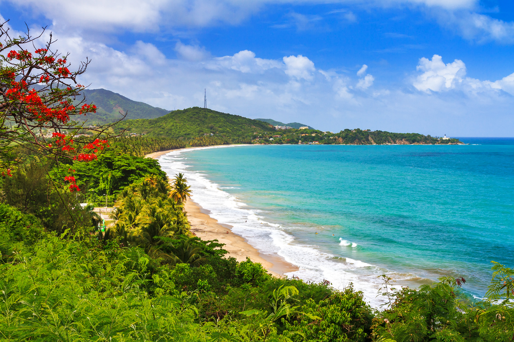 A view of the coastline in Puerto Rico. You can see the shore with bright blue water, lush plants with red and yellow flowers, and in the distance a city. 