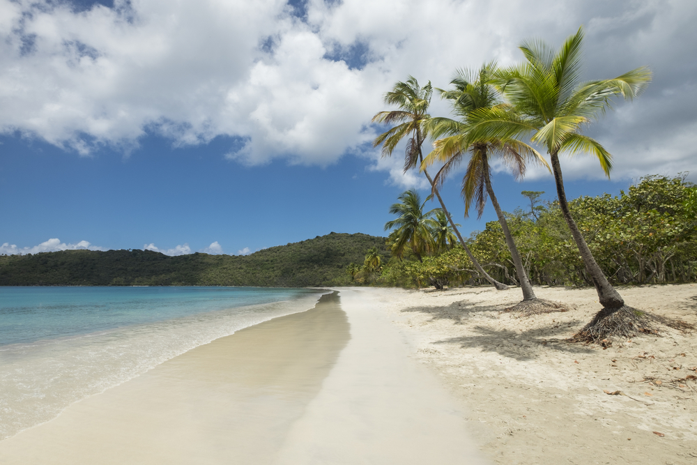 A white sandy beach with palm trees, a lush forest, and calm blue water at one of the best islands in the USA. 