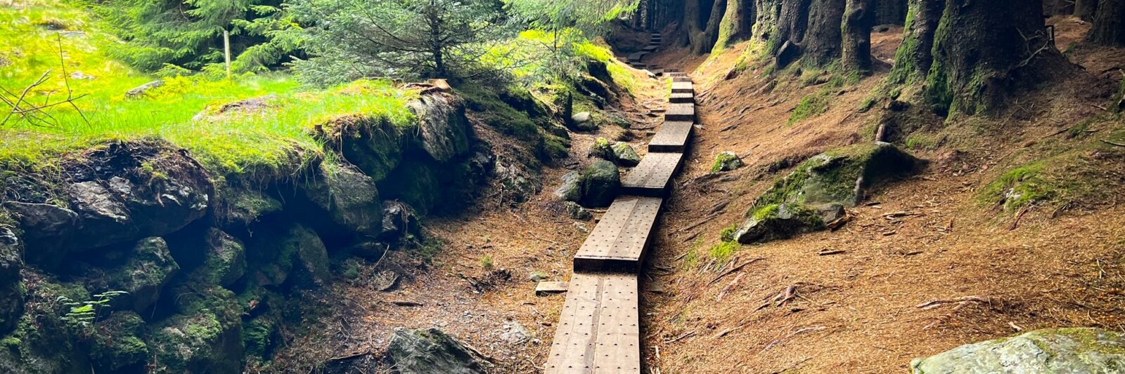 Ballinstoe Woods Boardwalk winding through the forest with green