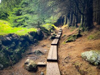 Ballinstoe Woods Boardwalk winding through the forest with green