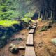 Ballinstoe Woods Boardwalk winding through the forest with green