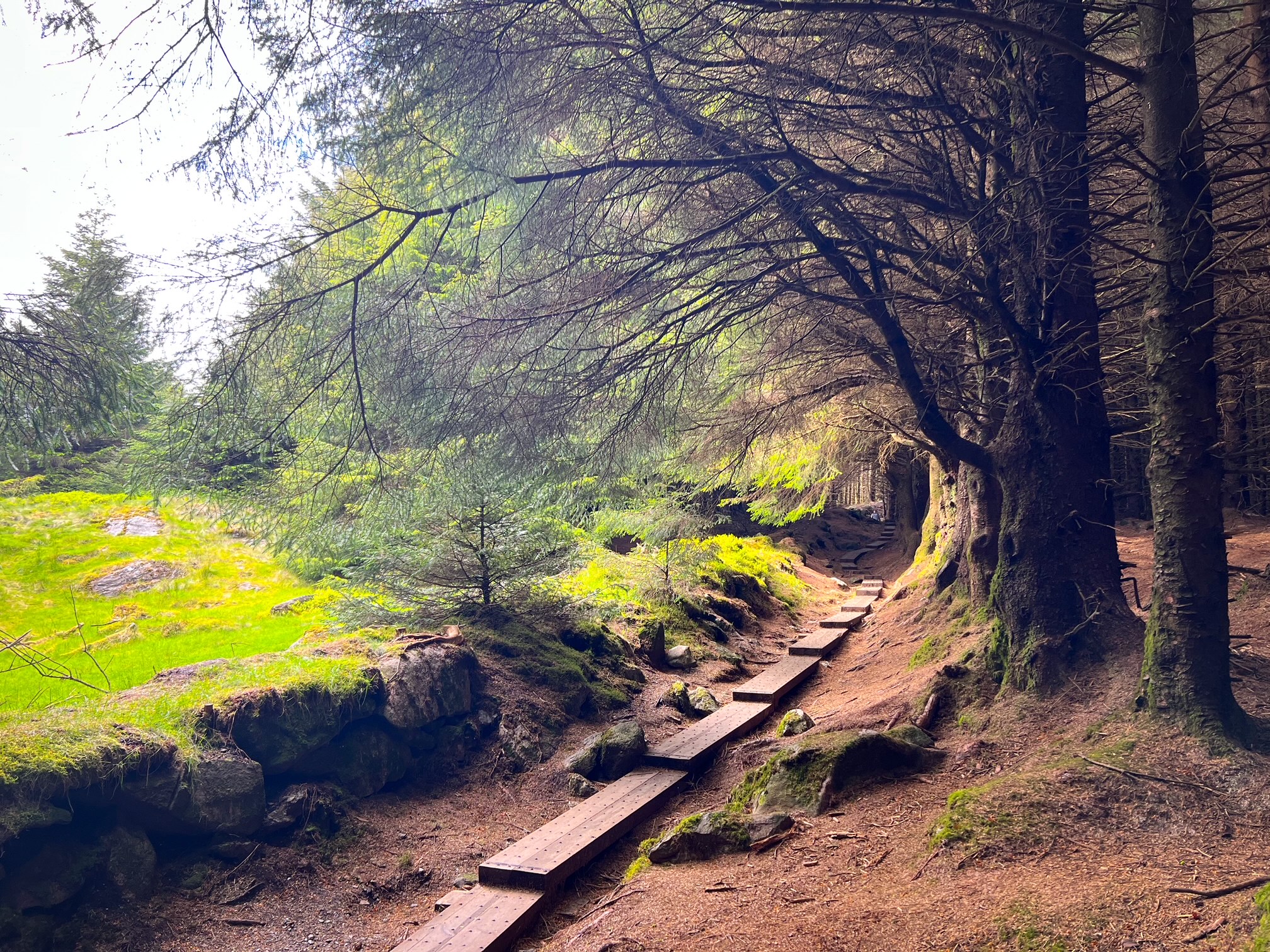 Ballinastoe Woods boardwalk at sunset with green surrounding it 