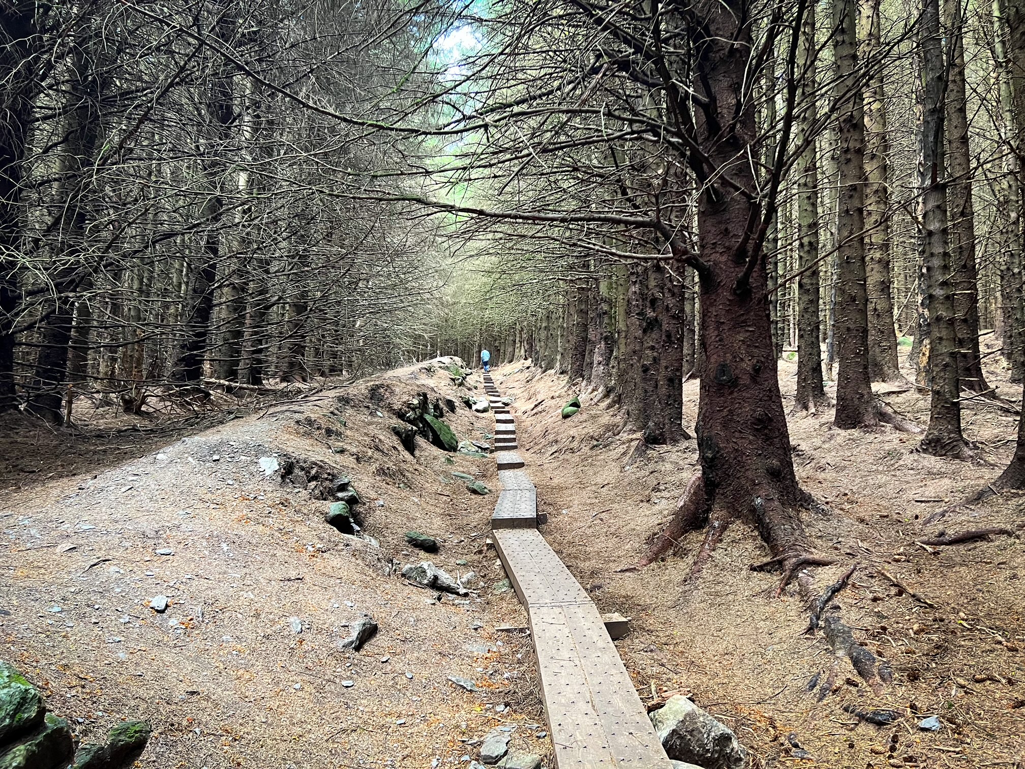 the beginning of Ballinastoe Woods boardwalk hiking trail 