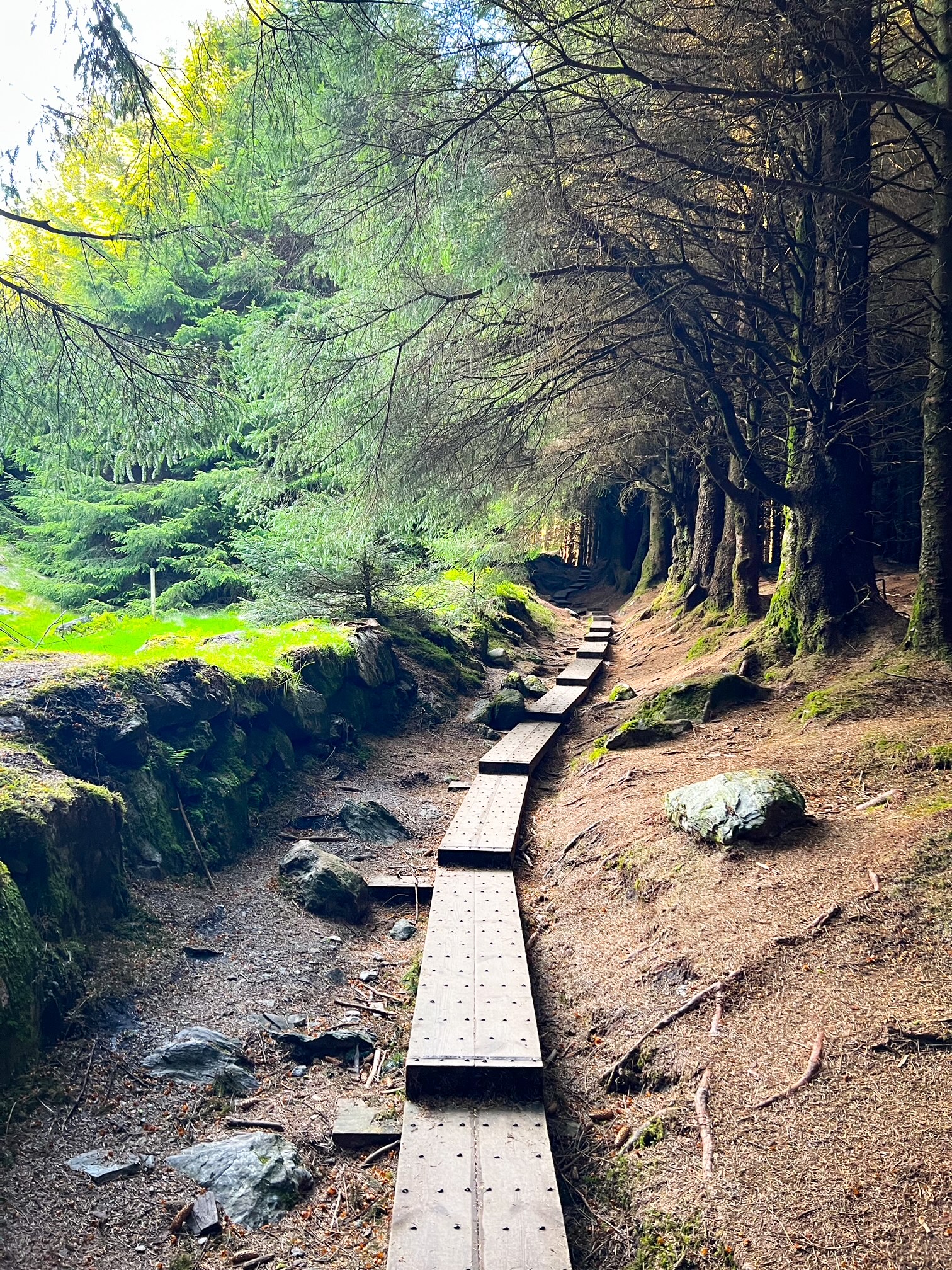 Ballinastoe forest walk boardwalk with overhanging green trees around it 