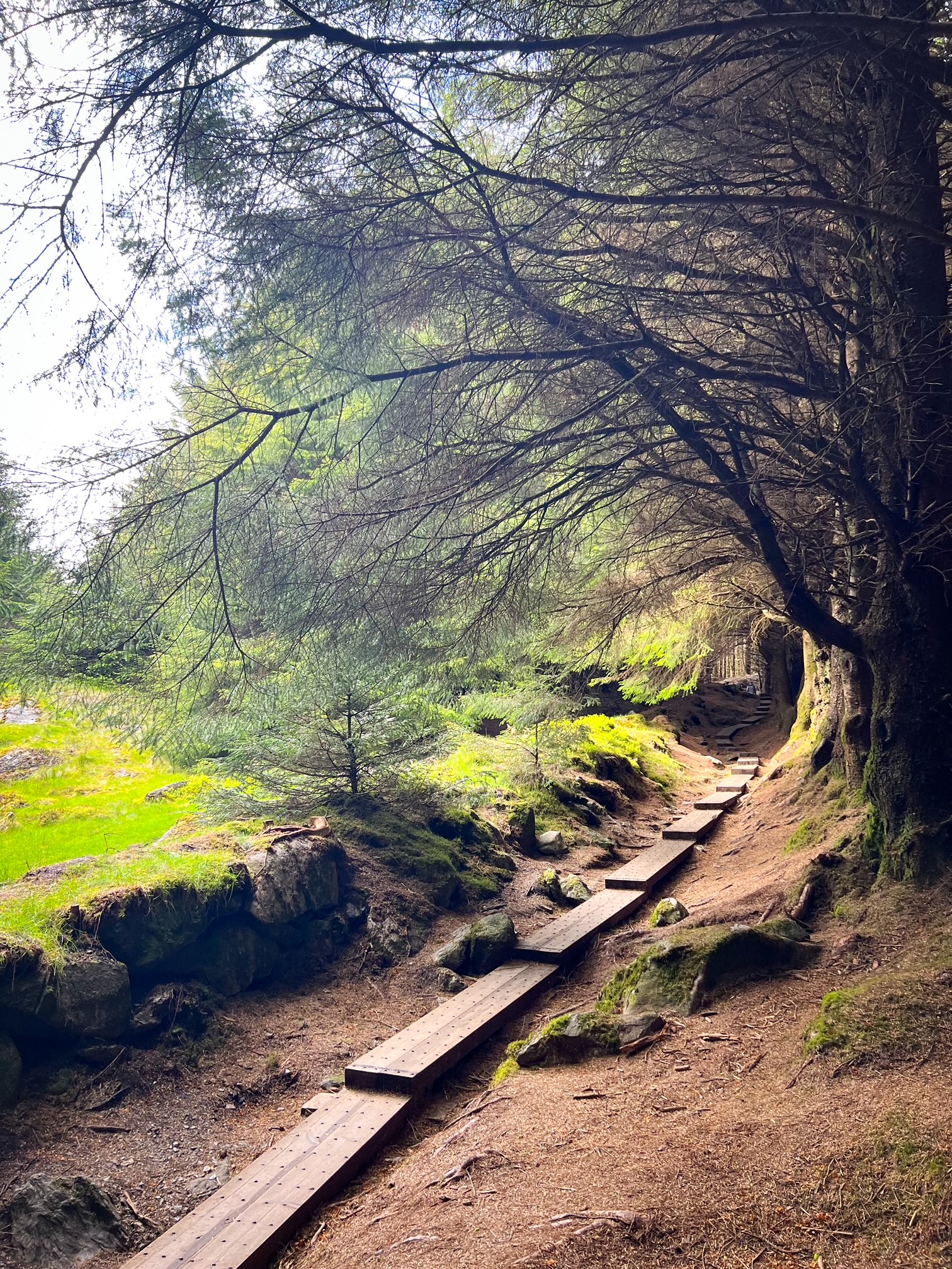 side view of the famous Ballinastoe Woods boardwalk along the forest walk at sunset 