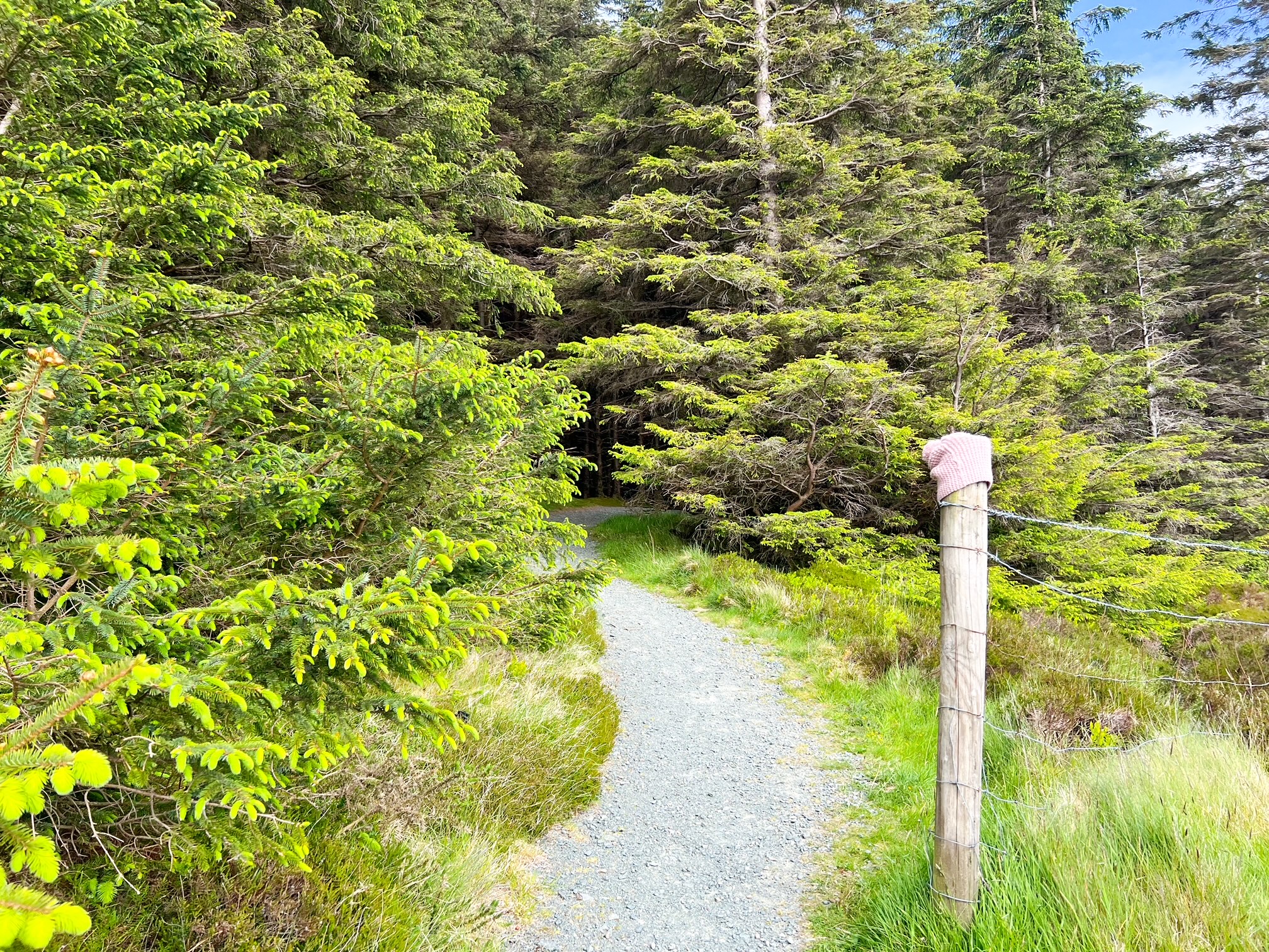 path through the forest in ireland 