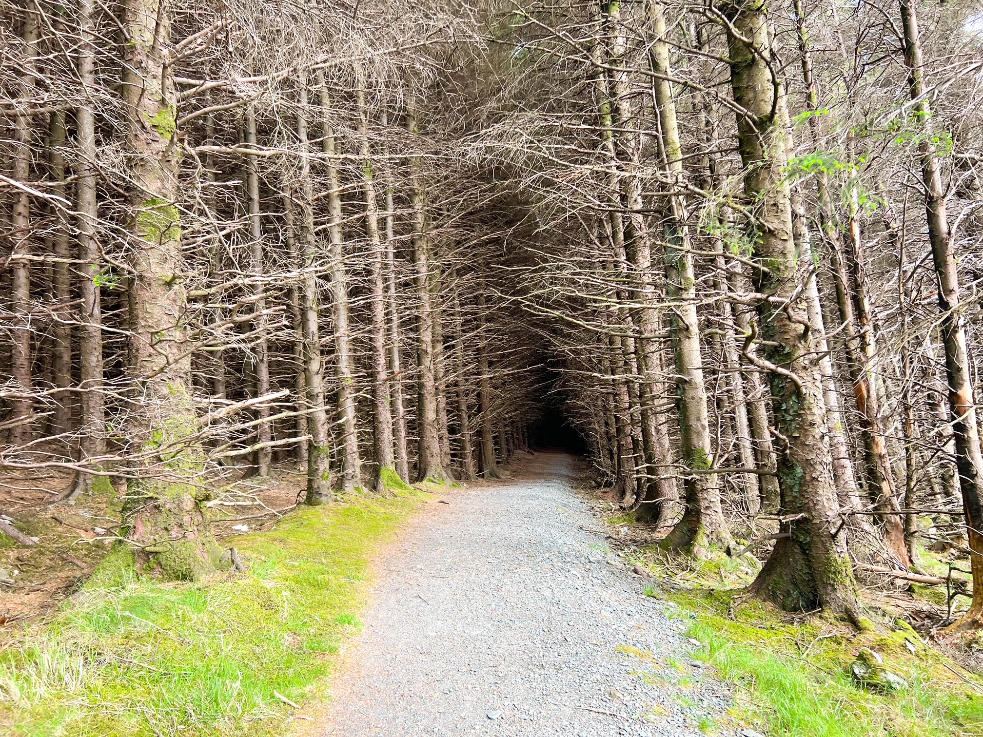 spooky trees of the Ballinastoe Woods forest walk surrounding a well maintained hiking path 