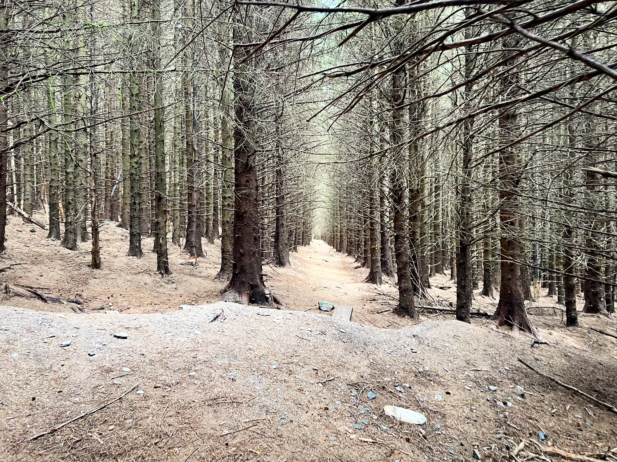 path through the woods surrounded by trees