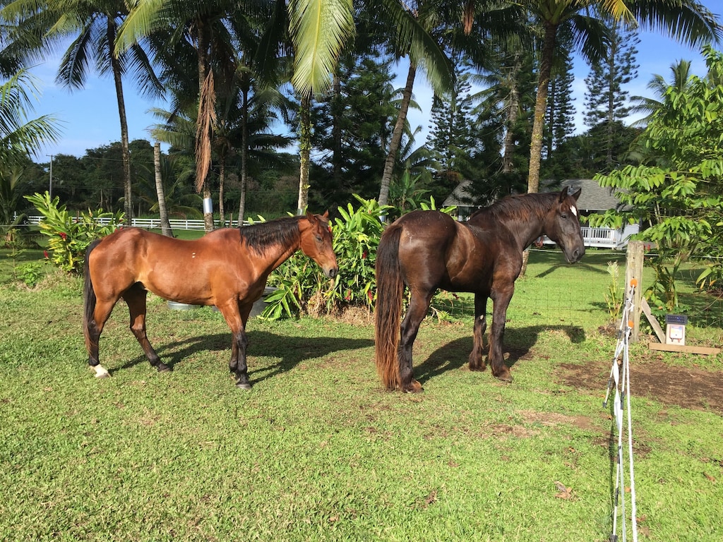 view of your two super friendly rescue horse neigh - bors at this farm cottage Airbnb.