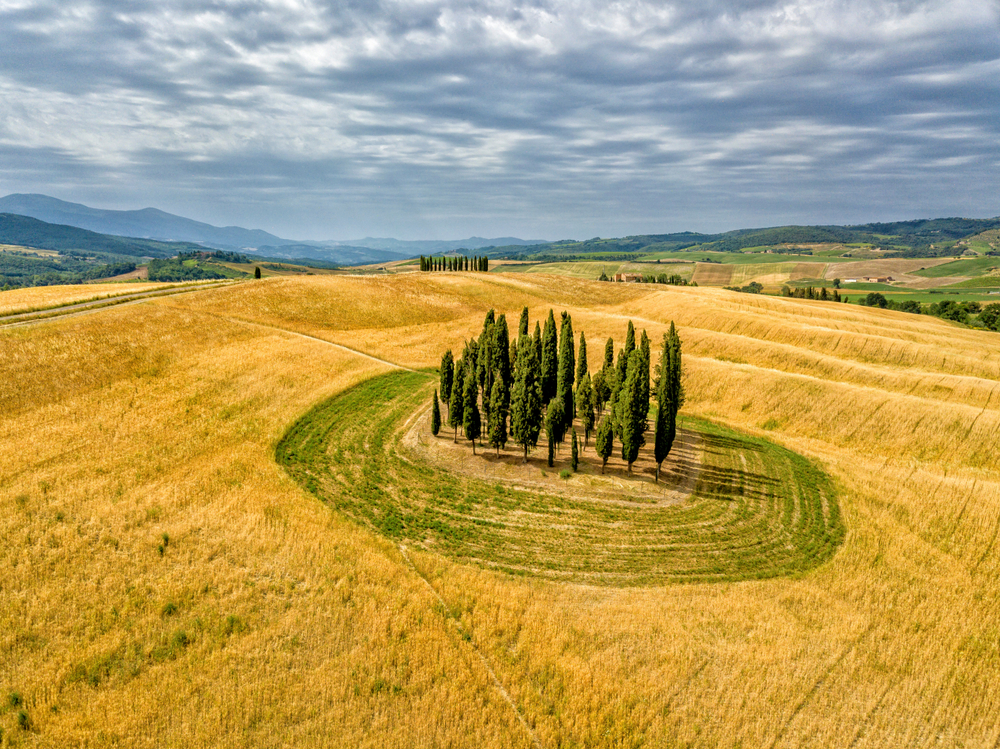 Aerial view of the circle of cypress tress in a golden field.