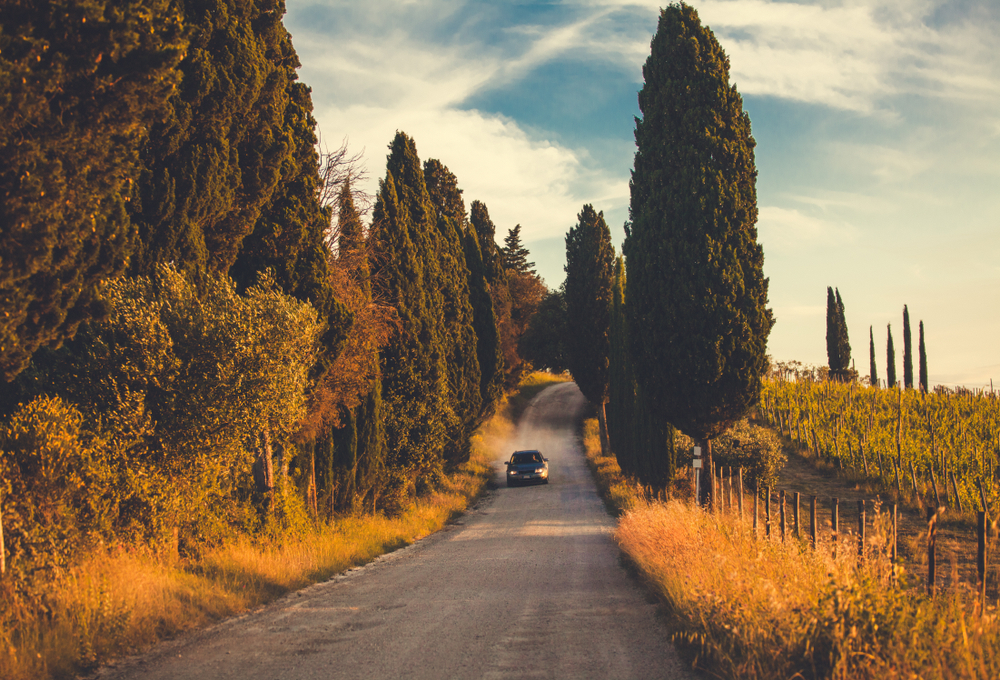 A car driving down a road lined with cypress trees.