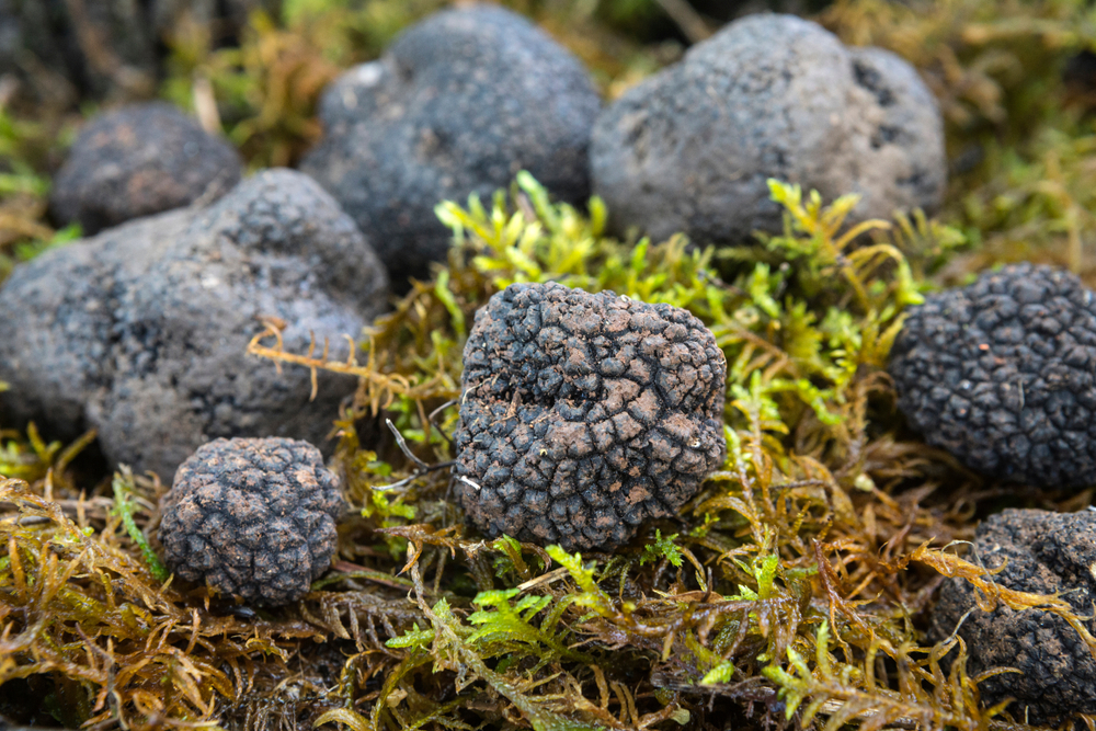 Black truffles sitting on a mossy forest floor.
