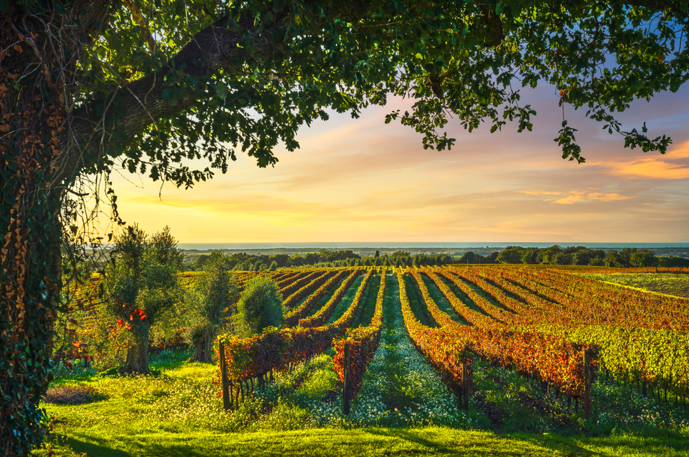 Sunset over a vineyard, something to see on a Tuscany road trip.