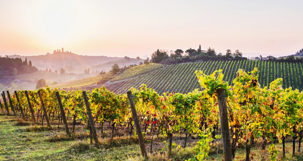 A beautiful vineyard as seen on a Tuscany tour.