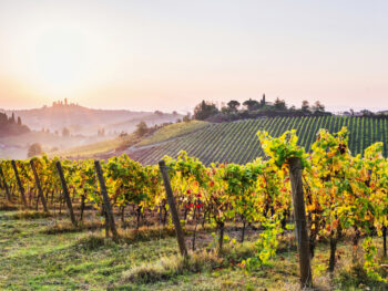 A beautiful vineyard as seen on a Tuscany tour.