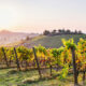 A beautiful vineyard as seen on a Tuscany tour.