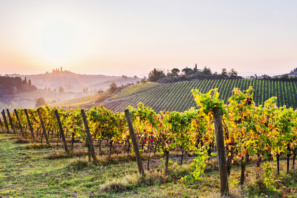 The rolling hills of a vineyard in Tuscany.