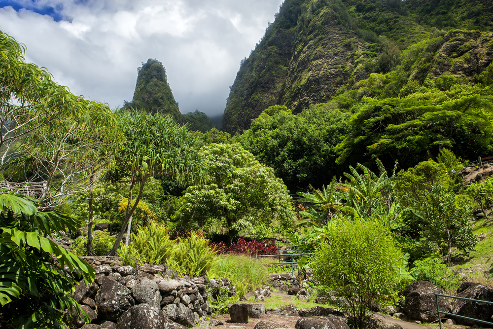 Lush jungle in the 
‘Iao Valley State Park.