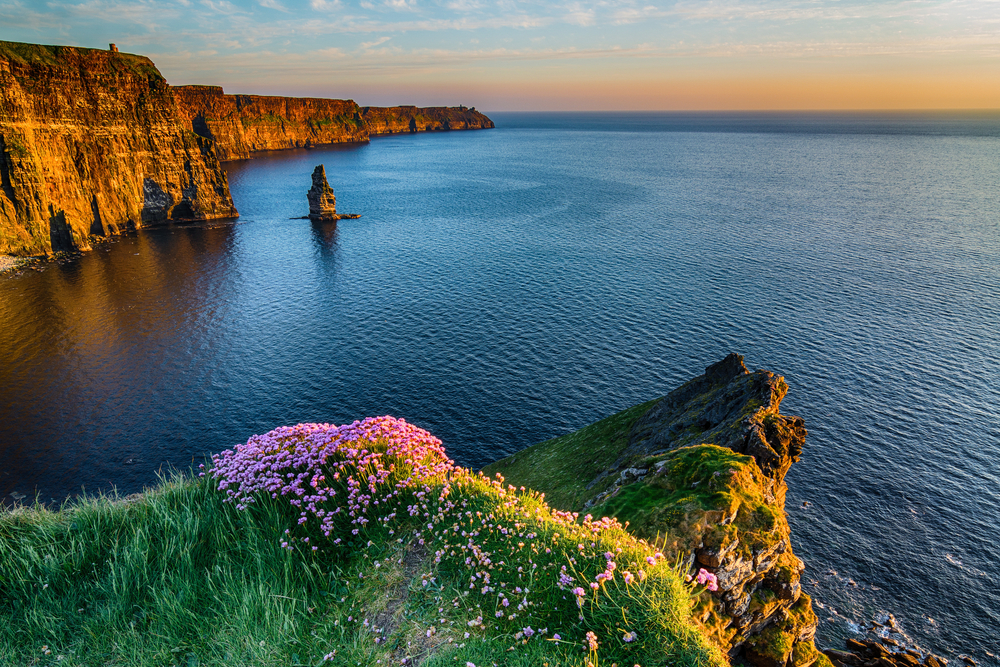 Sunset over the Cliffs of Moher with purple flowers in the grass.