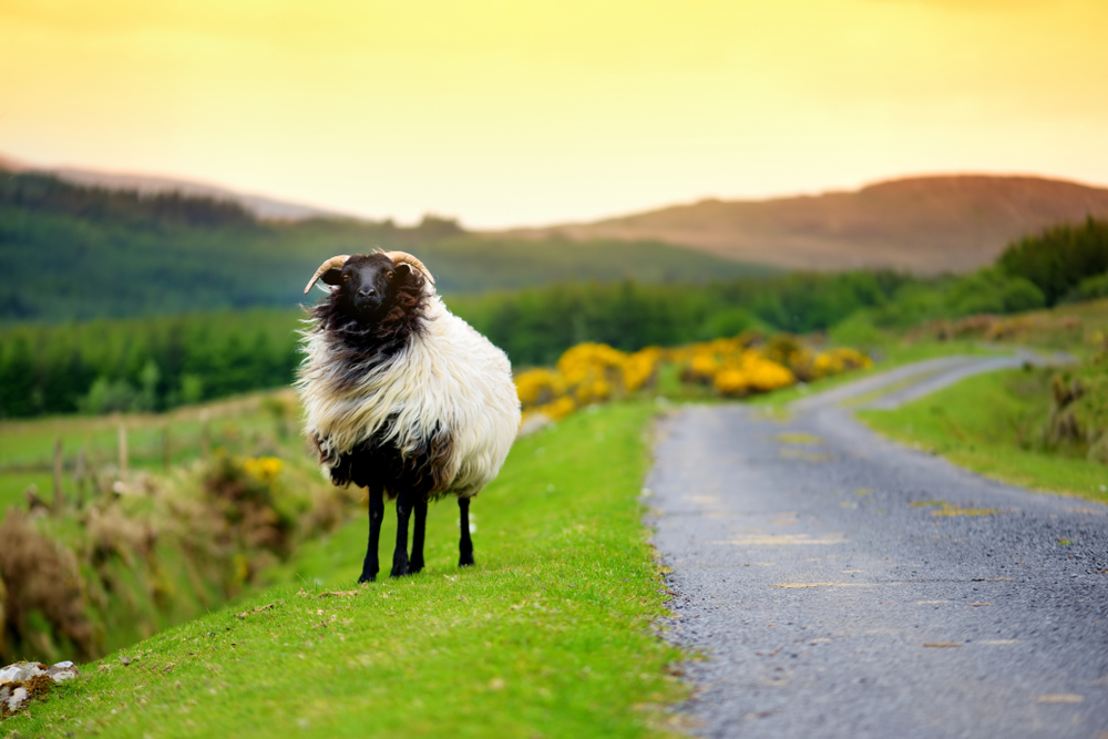 A fluffy sheep standing on the side of a country road at golden hour during a trip to Ireland.