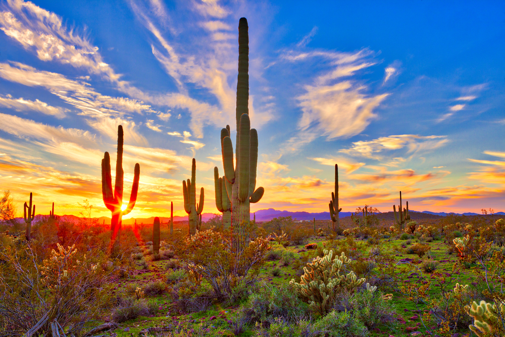sunrise on a beautiful Arizona desert landscape with a mix of cacti including towering saguaros