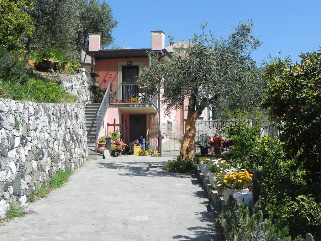 An olive tree in front of the pink cottage in Cinque terre