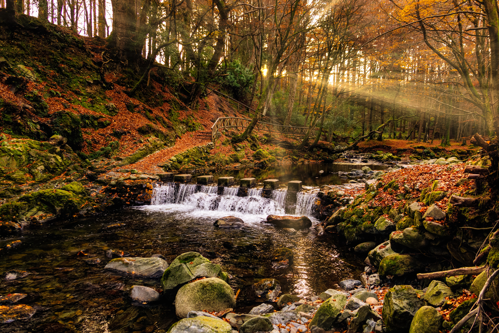 Beautiful golden hour fall day in Tollymore Forest with a small creek waterfall .