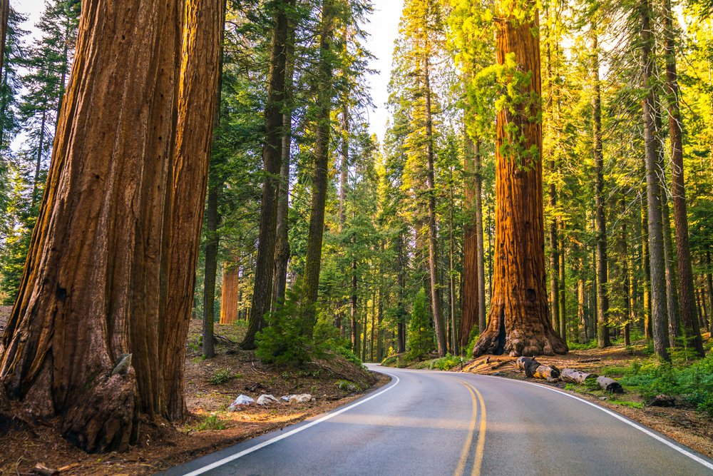 Road going through the tall trees of Redwood National Park in California.