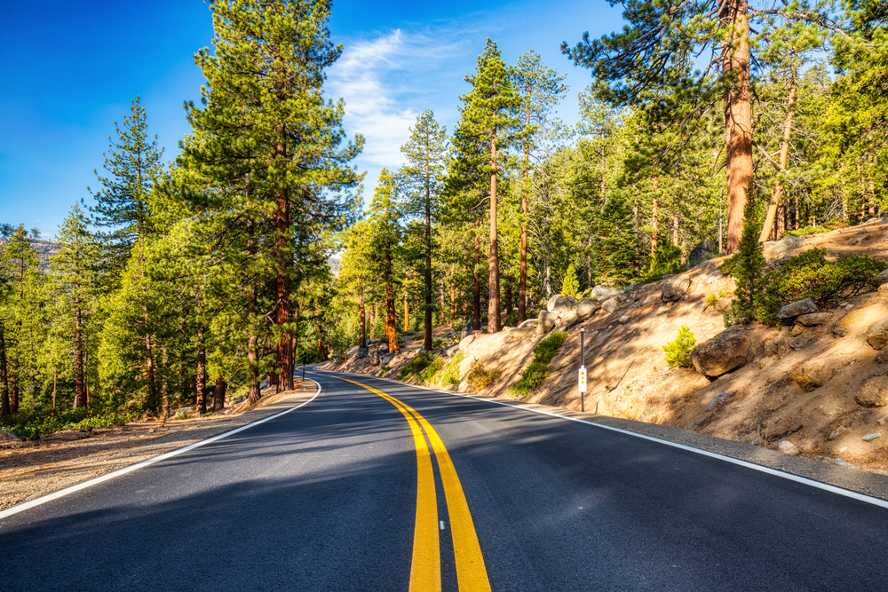 Road cutting through a forest in Yosemite National Park on one of the best road trips in the USA.