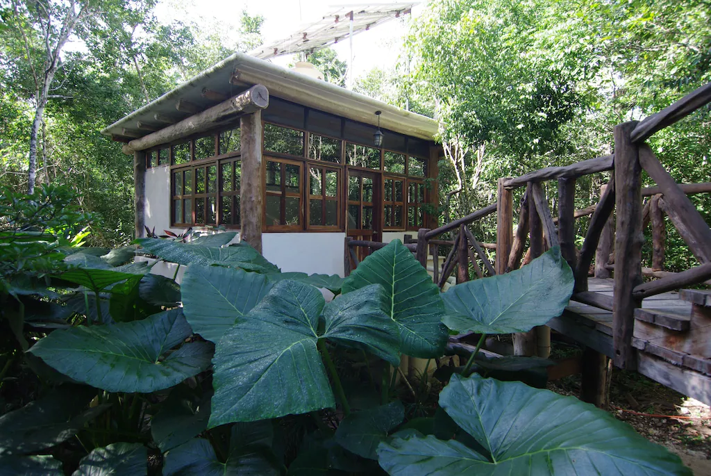 View of the huge plants and trees surrounding the Jungle Treehouse, a treehouse airbnb in Tulum 