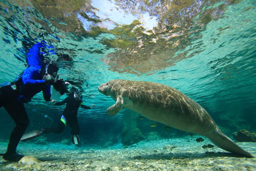 a diver taking a photograph of a manatee underwater