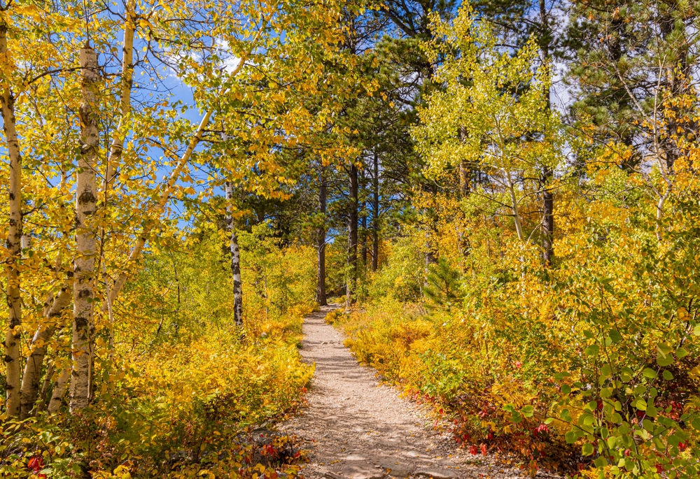Hiking trail going through a forest of yellow during in fall in the USA.