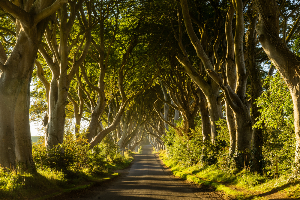 Golden hour at the Dark Hedges in Northern Ireland with a road running through it.