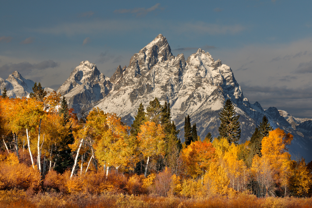Snow-covered mountain peak looms over orange and yellow trees in Grand Teton National Park.