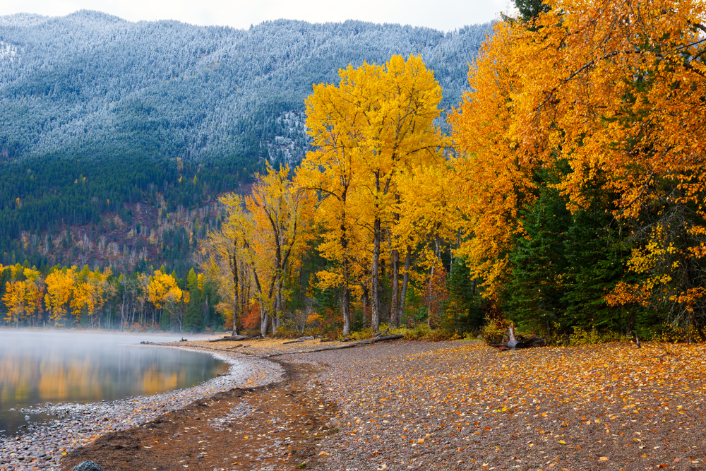 Golden trees lining Lake McDonald in Glacier National Park.