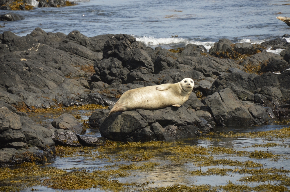 A seal laying on rugged rocks on the shore of Rathlin Island.