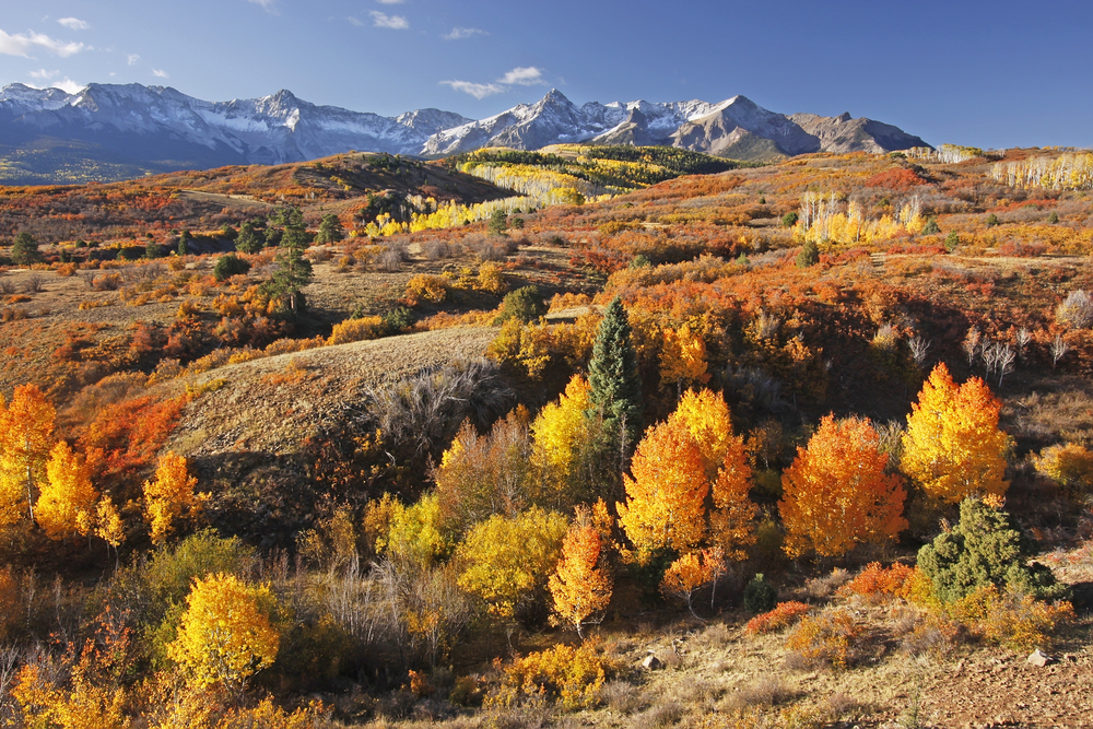 Pretty yellow and orange trees in the San Juan Mountains in Colorado.