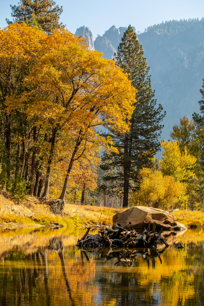 Beautiful yellow trees reflected over a river in the Sierra Nevada Mountains.