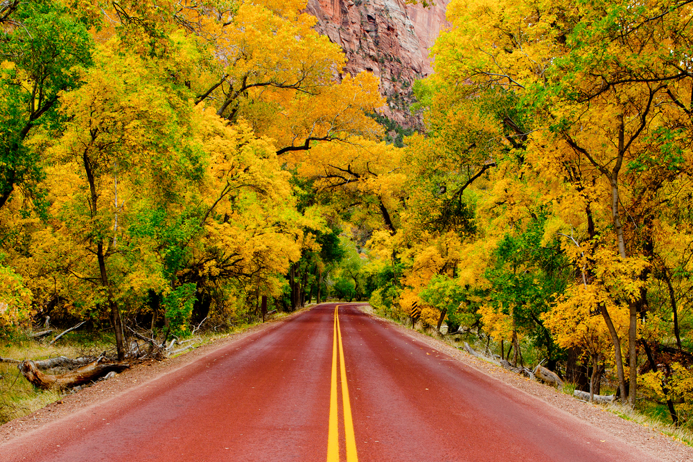 Road through yellow trees in Zion National Park.