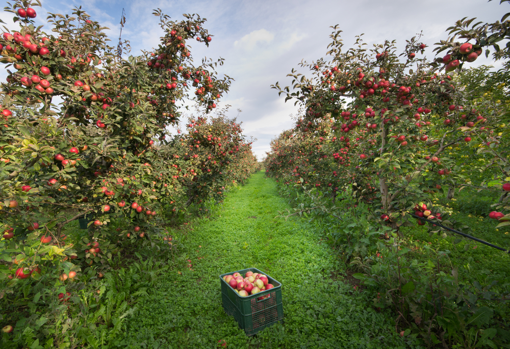 an apple orchard with a buschle of apples in the middle of a field