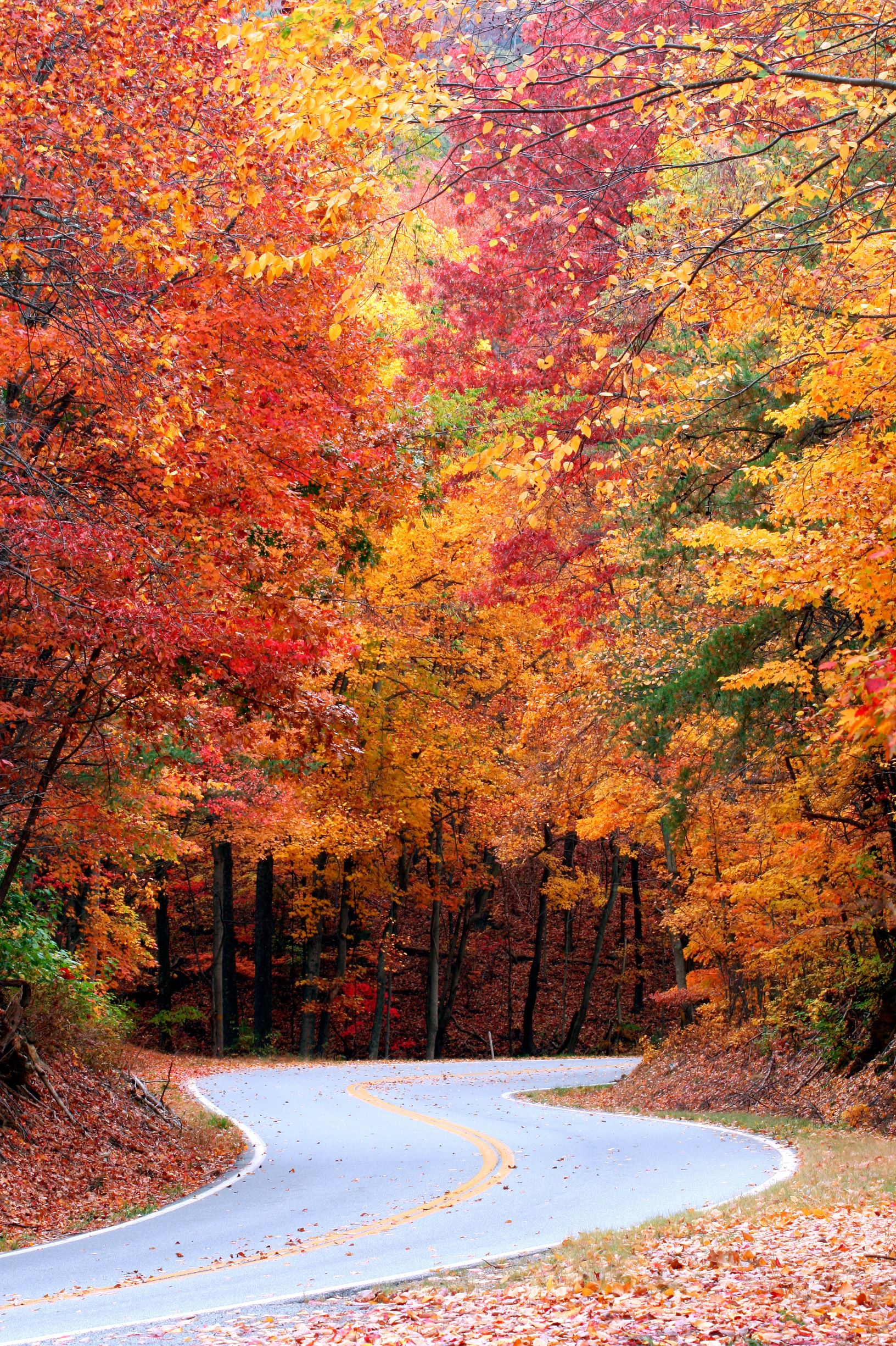 THE TREES WITH THE FALL FOLIAGE HUES with a winding road