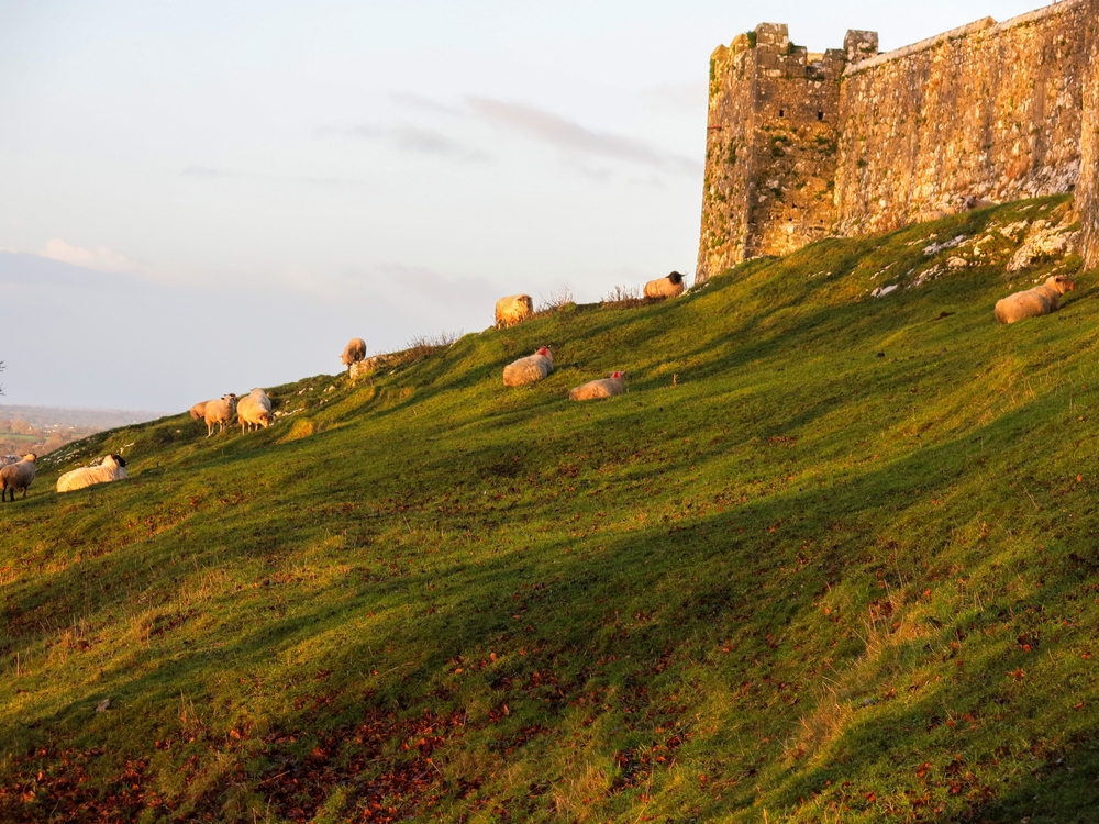  a grassy hillside with sheep grazing, adjacent to the Rock of Cashel cathedral and burial grounds.