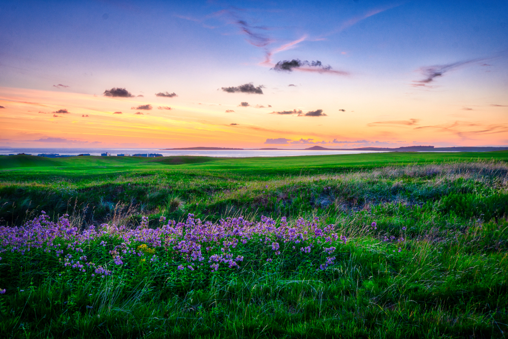 A sunset landscape captured near Sligo there are purple flowers in the foreground and water can be seen in the background. 