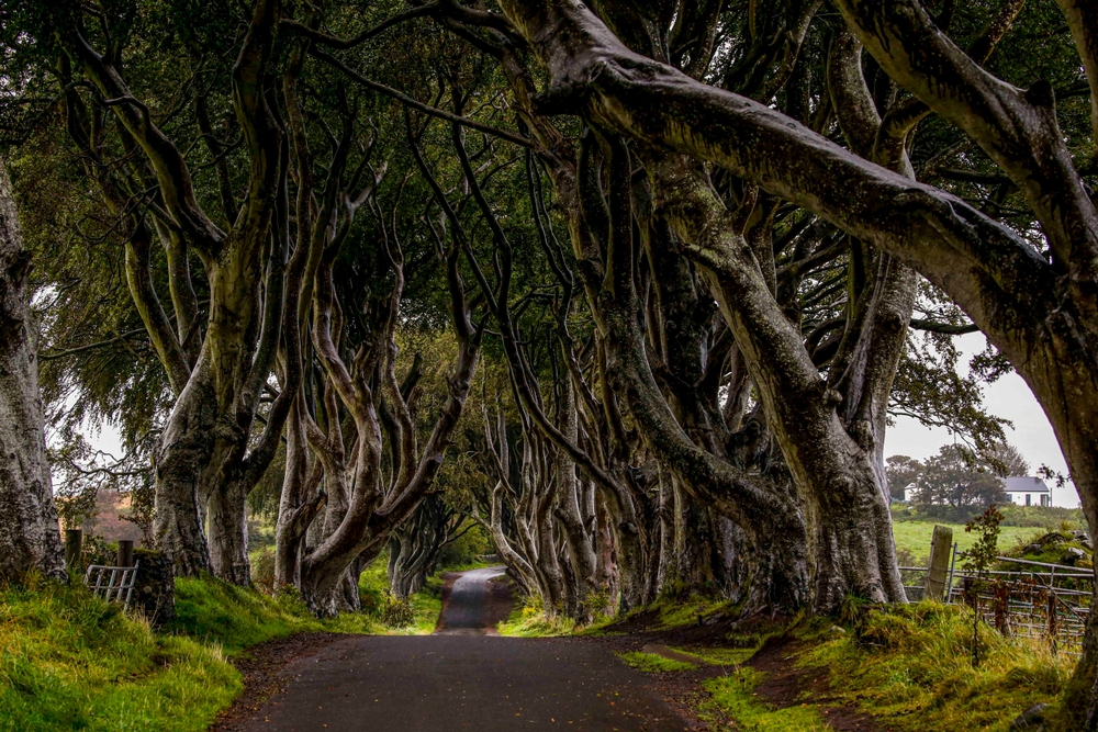 Trees along a roadway in Ireland is an article about the best time to visit Ireland 