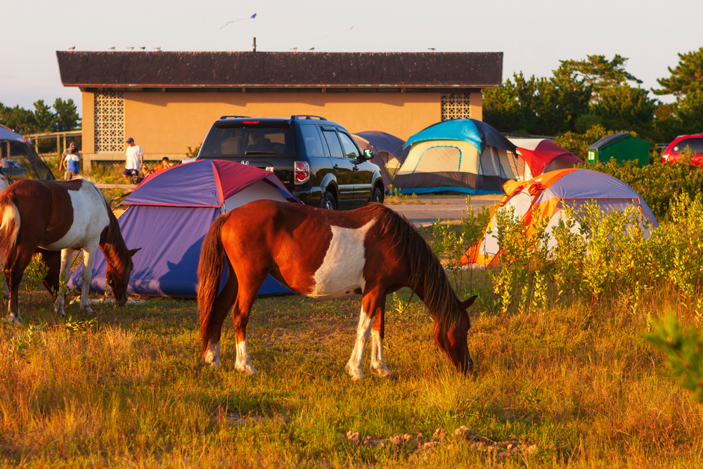 A wild horse gnaws on grass by the facilities on the seashore in Maryland during the golden hour.