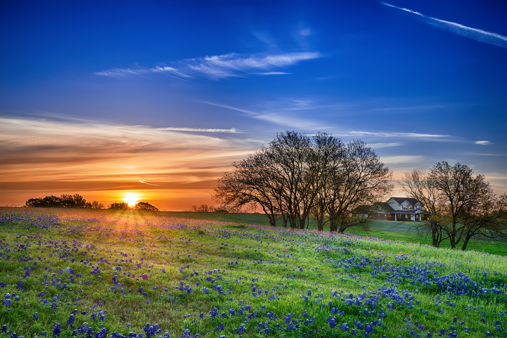 beautiful deep blue sky as the sun sets at dusk with great yellows and oranges, bright green grass and bluebonnets, the traditional landscape of Texas