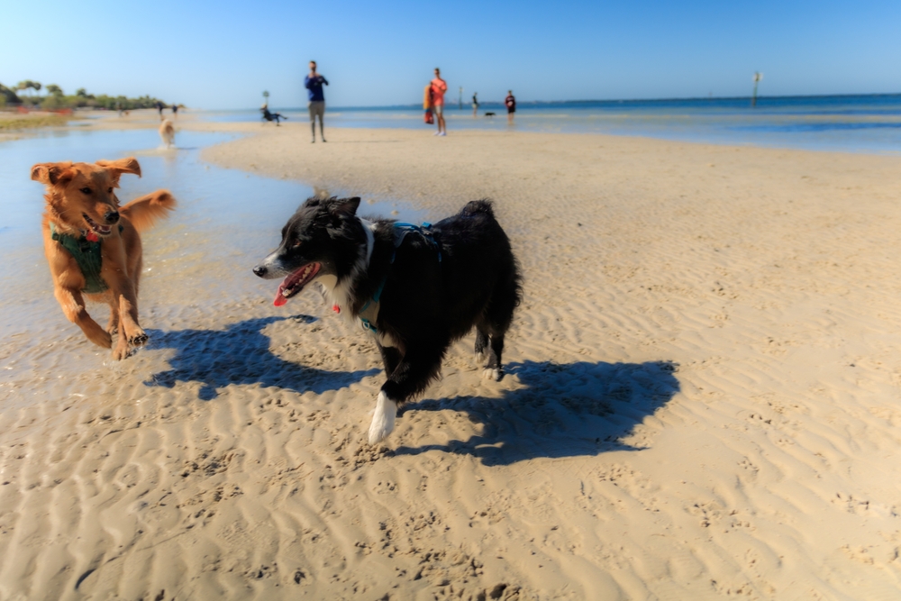 Two dogs run around on the compact sand at one of the best beaches in Tampa that is canine friendly!