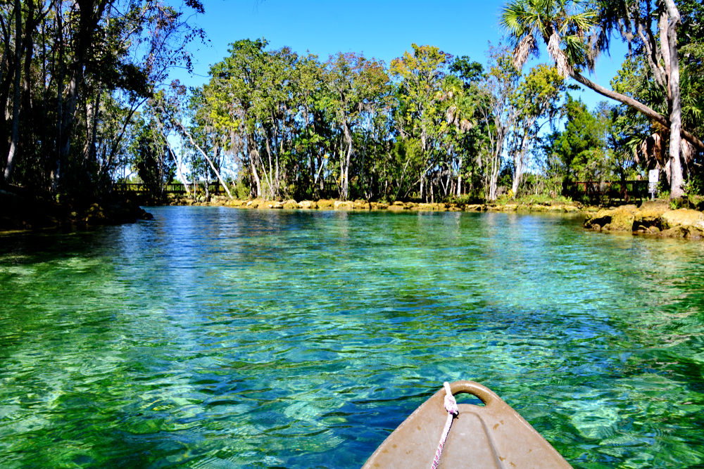 clear water showing the beautiful underbelly of the water world, with mangrove trees and shoreline right up to the drops underneath and large spindly trees!